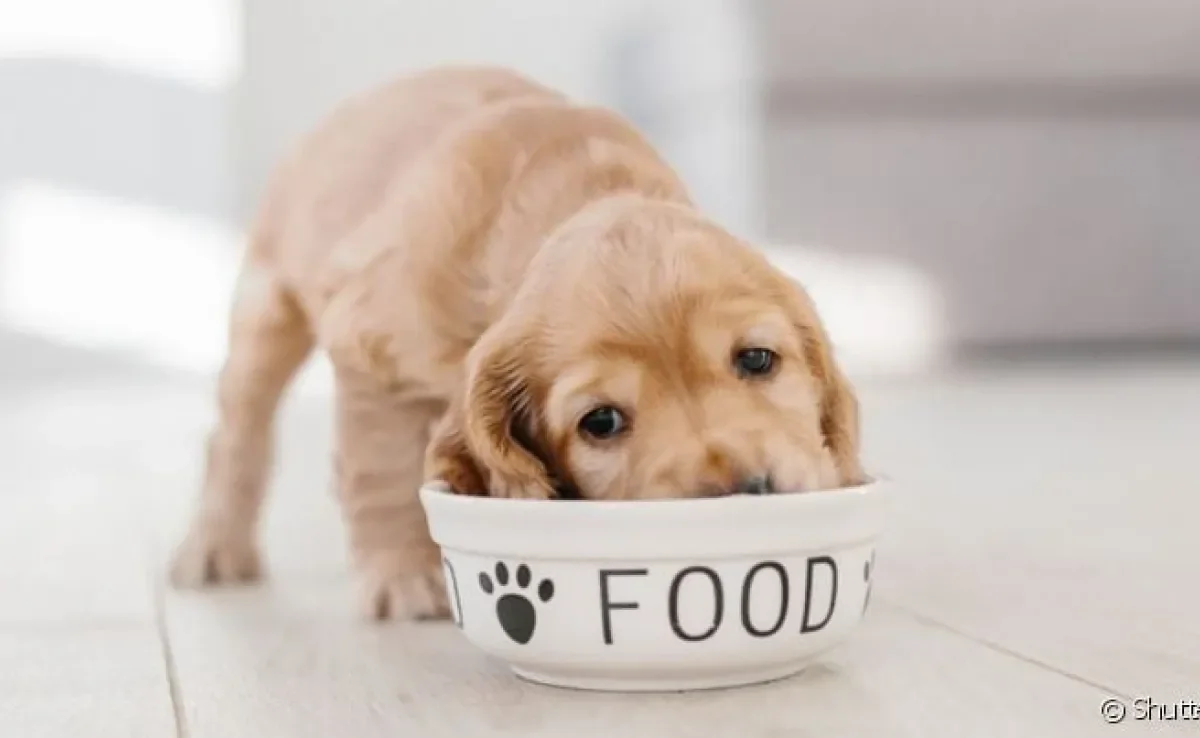 O cachorro pode comer fígado, mas em uma quantidade pequena