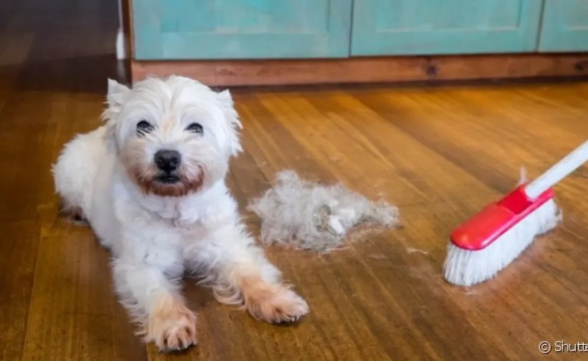 O cachorro soltando muito pelo é normal em algumas estações do ano