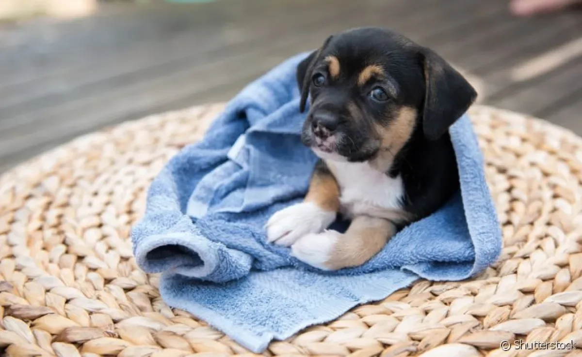 Pode dar banho em filhote de cachorro a partir de 2 ou 3 meses de idade