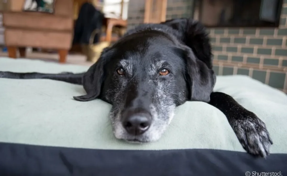 Uma das formas de como ensinar cachorro velho a fazer as necessidades no lugar certo é com recompensas