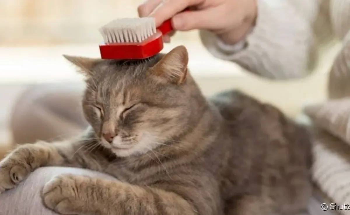 Para escolher a escova para tirar pelo de gato ideal, é preciso levar em conta o tipo de pelagem