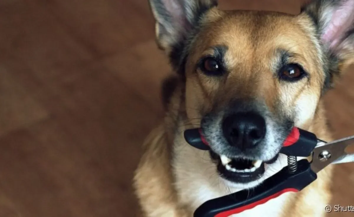 O uso frequente do cortador de unha para cachorro evita infecções e acidentes causados pelas garras grandes