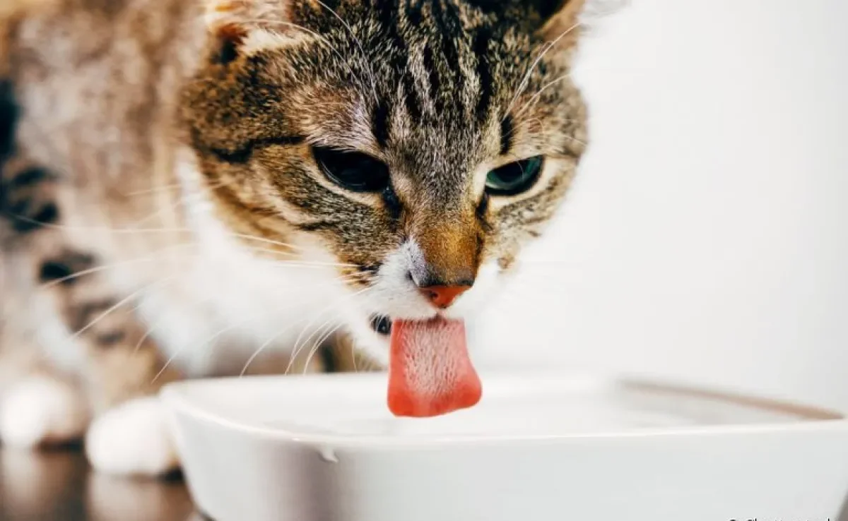 Como fazer o gato beber água: o ideal é que os felinos ingiram pelo menos 50 ml do líquido para cada kg
