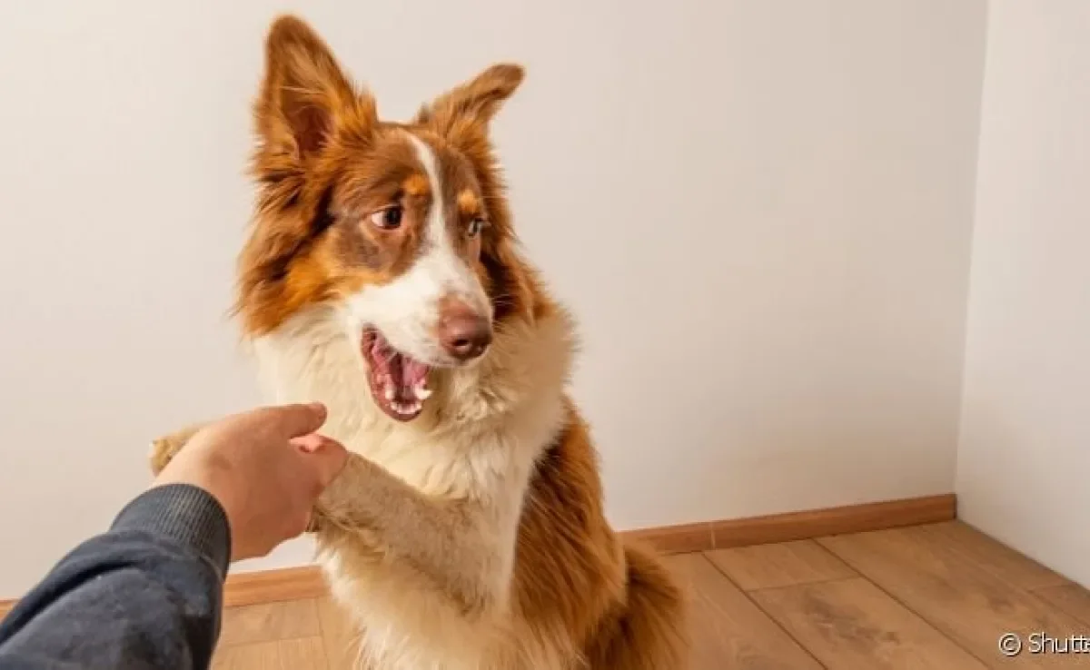 Adestrar cachorro em casa não é um bicho de sete cabeças