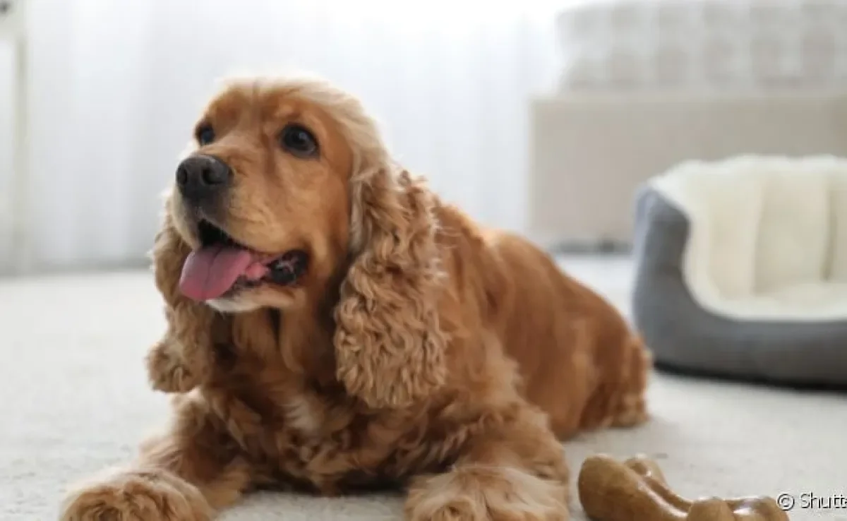 Creche de cachorro: custo e benefício das opções deve ser levado em conta