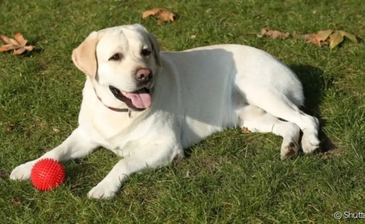 Cuidar de cachorro requer atenção com alguns detalhes para proporcionar qualidade de vida ao animal