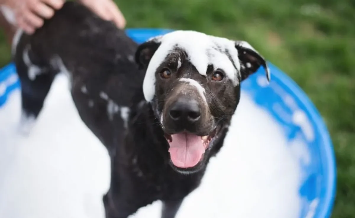 O banho de cachorro deve ser oferecido com um intervalo mínimo de 7 dias