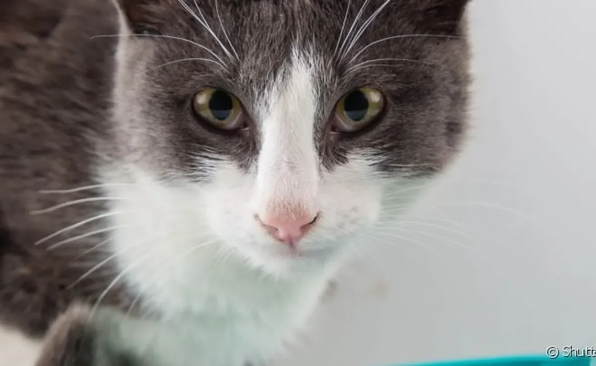 Verme de gato: diarreia, vômitos, perda de peso e inchaço na barriga são alguns sinais