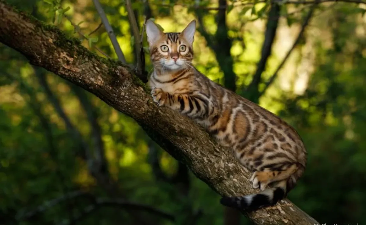 Os gatos híbridos derivam do cruzamento entre felinos domésticos e selvagens
