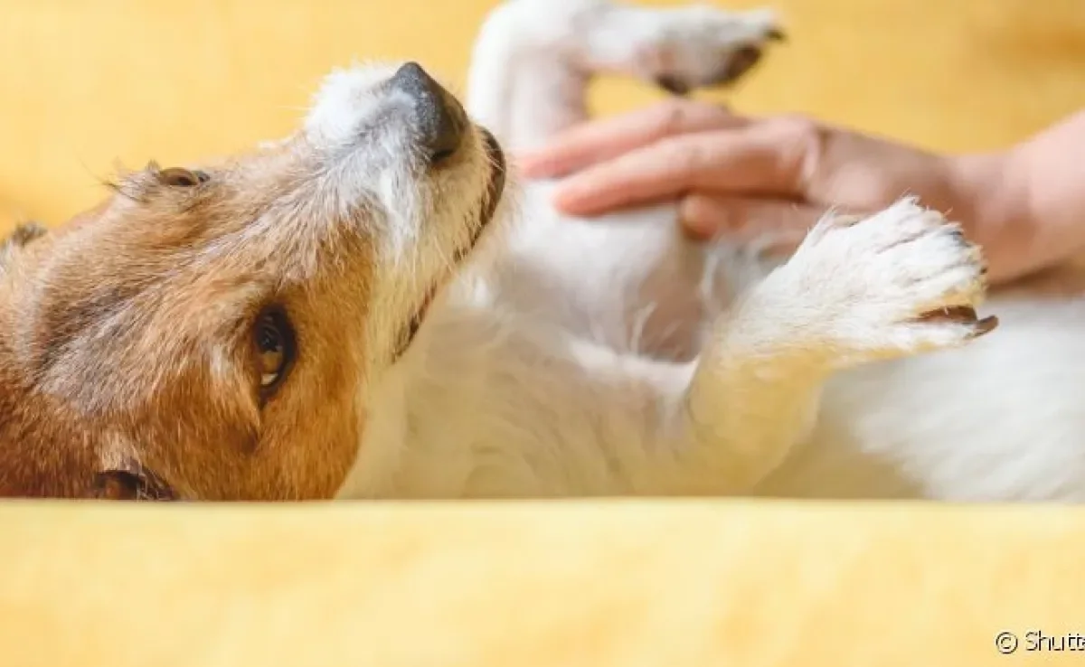 Hidratante natural para patas de cachorro precisa de aprovação de veterinário