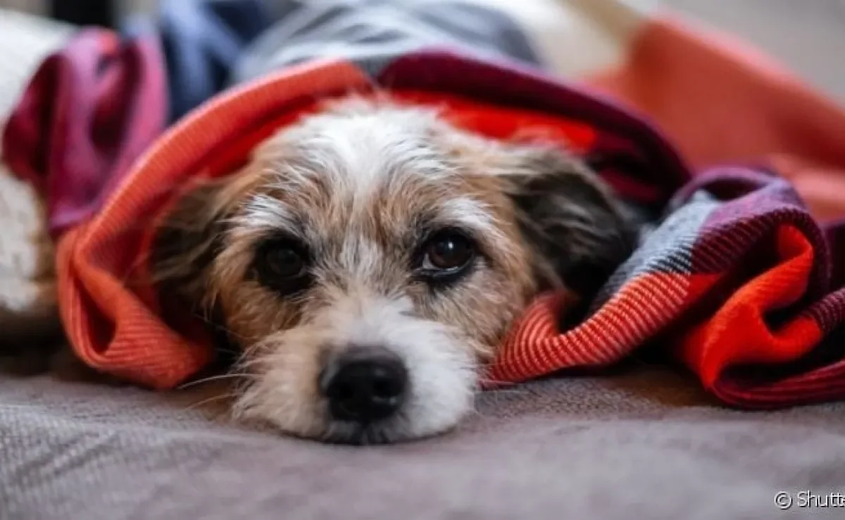 Ao contrair leishmaniose, cachorro tem sua imunidade bastante debilitada