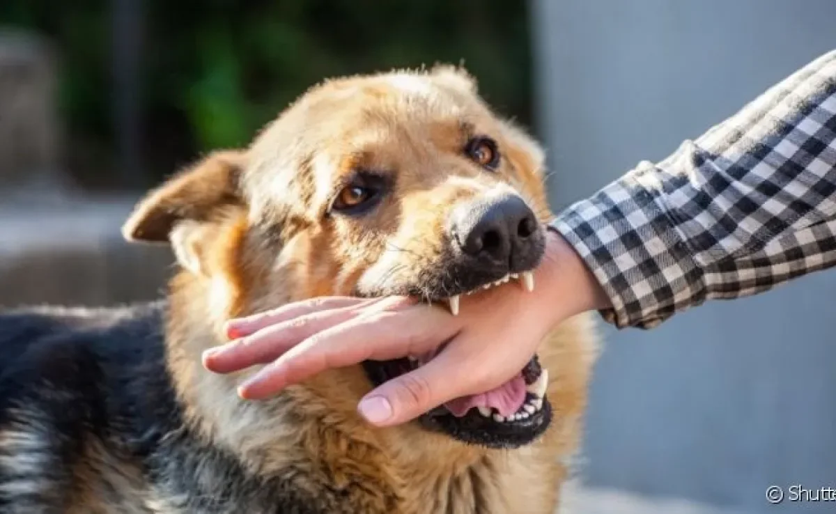 A mordida de cachorro pode causar infecções graves na pessoa atacada