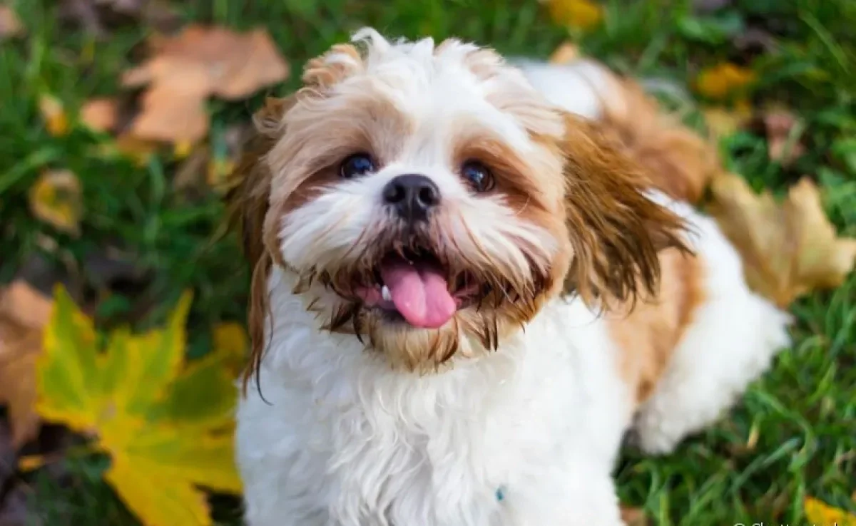 o pedrigree de cachorro é como um certificado de pureza na linhagem do pet