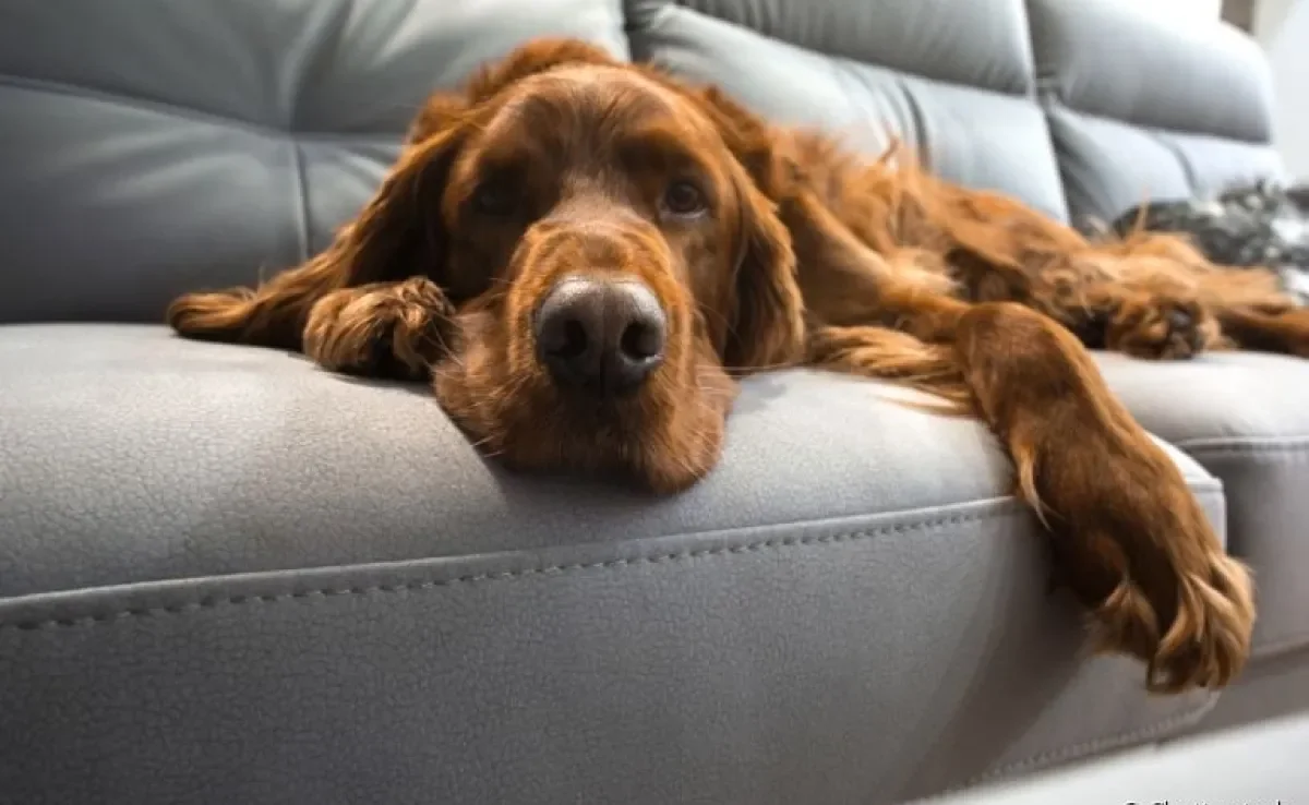 O cachorro vomitando em cima do sofá, carpete ou cama pode ser um comportamento instintivo