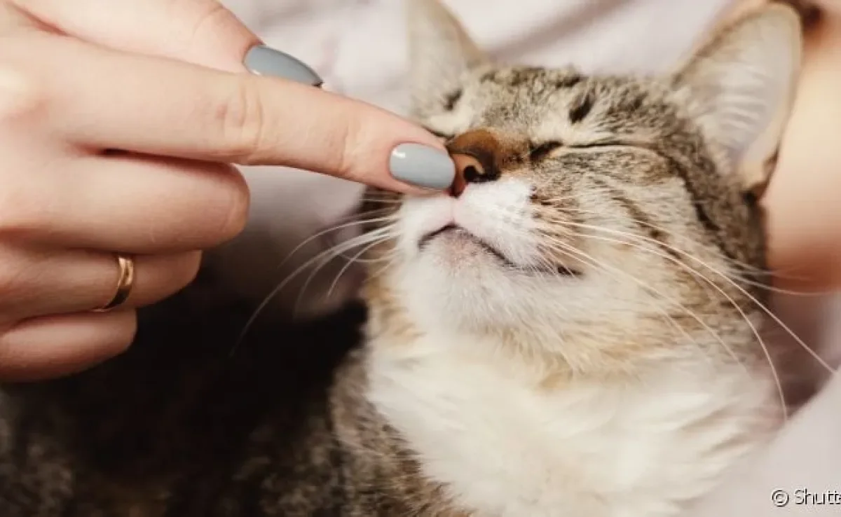 Gato ronronando nem sempre está demonstrando satisfação