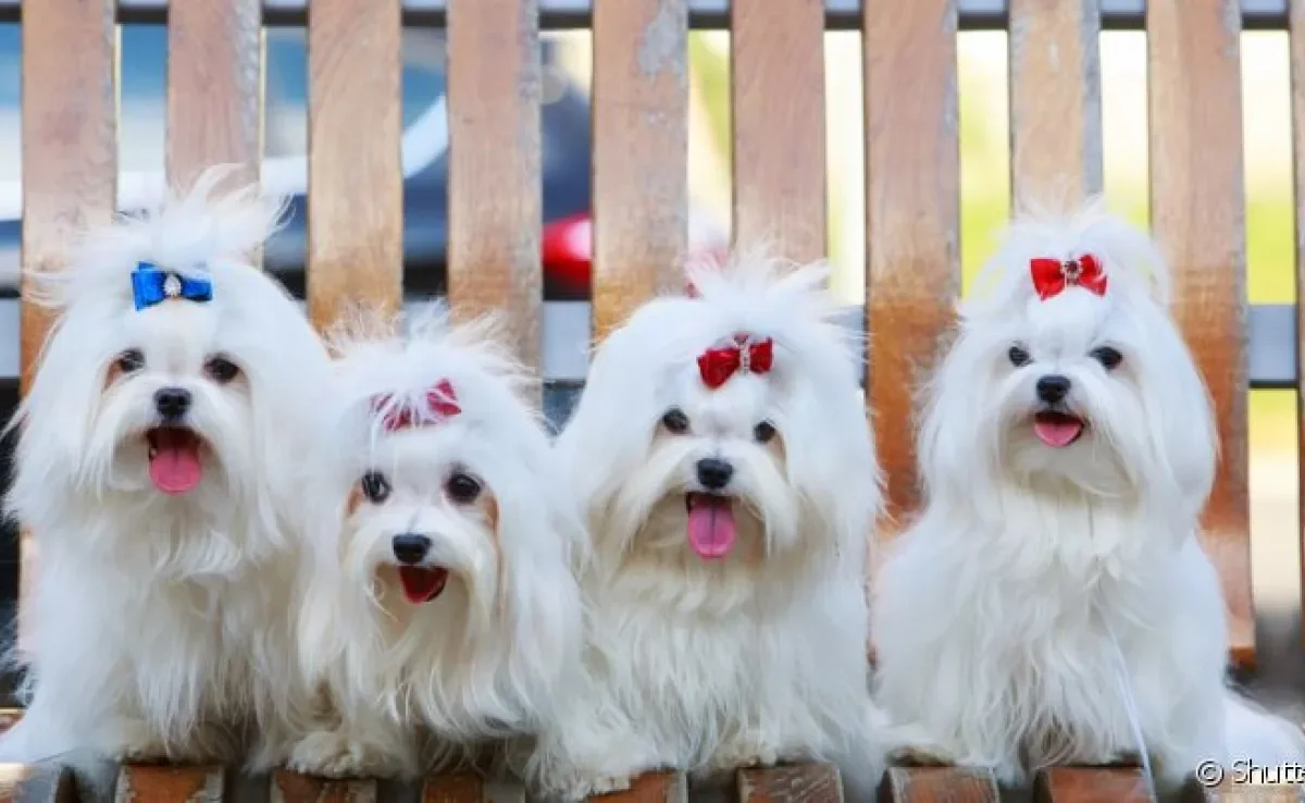 Raças de cachorro mais populares: preço dos filhotes pode variar de acordo com suas características