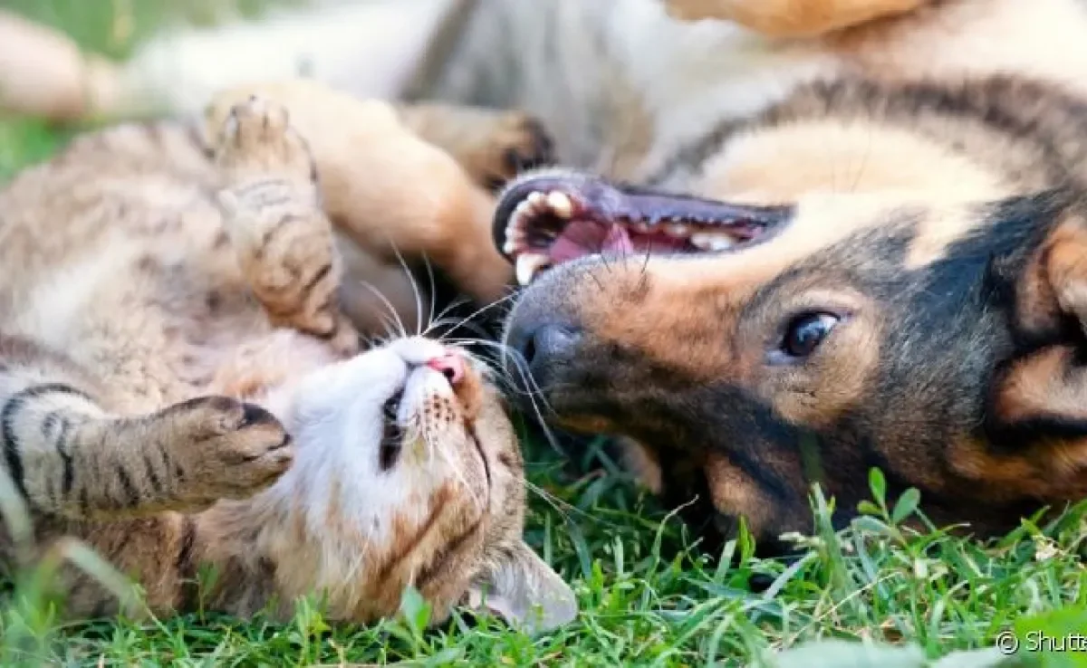 Além de ter ação contra pulgas e carrapatos em cães e gatos, Bravecto também atua na quebra do ciclo de vida dos parasitas