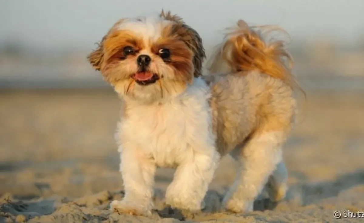O Shih Tzu é braquicefálico, assim como Pug, Lhasa Apso e Bulldog