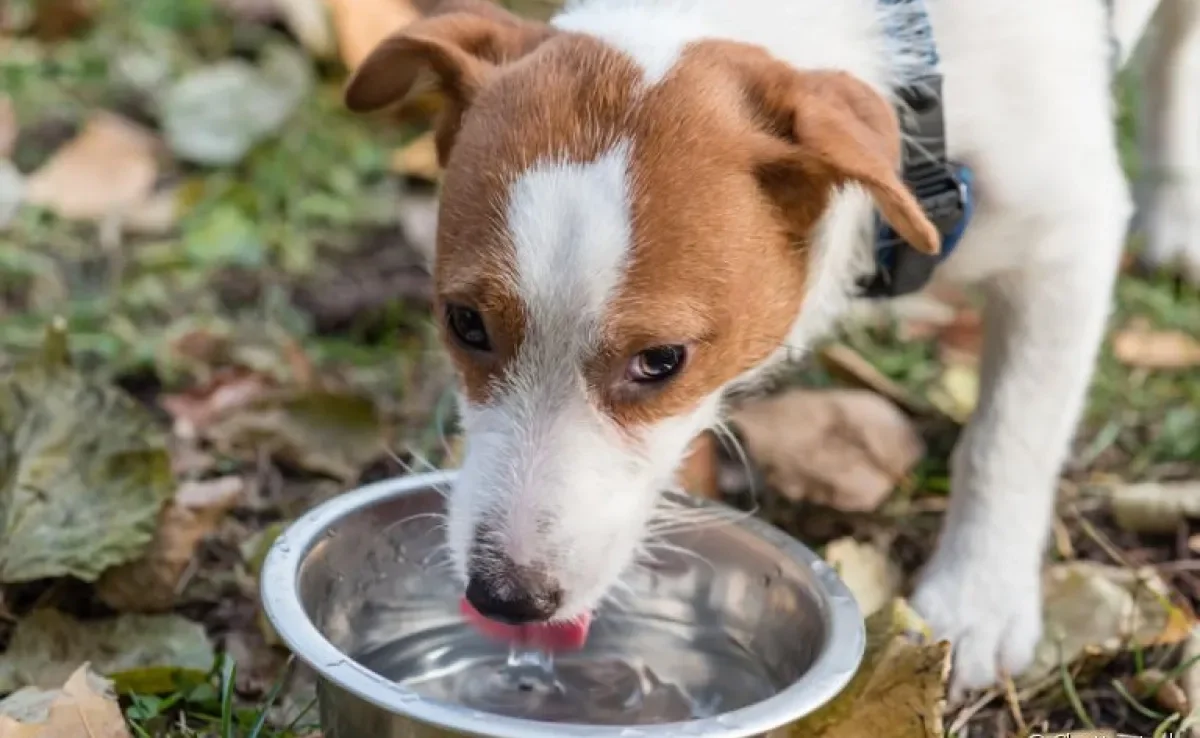 O bebedouro de cachorro pode ser encontrado em diferentes modelos, desde os simples até os mais sofisticados