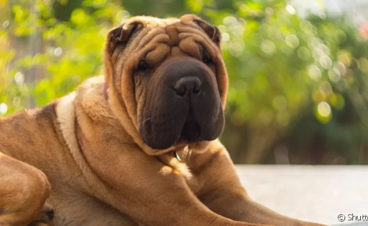 A braquicefalia é uma característica da anatomia de diversas raças de cachorro