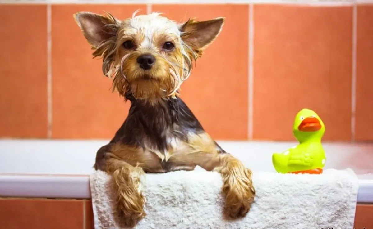 O banho em Yorkshire - filhote ou adulto - não pode ser muito excessivo para não causar alergias no pet