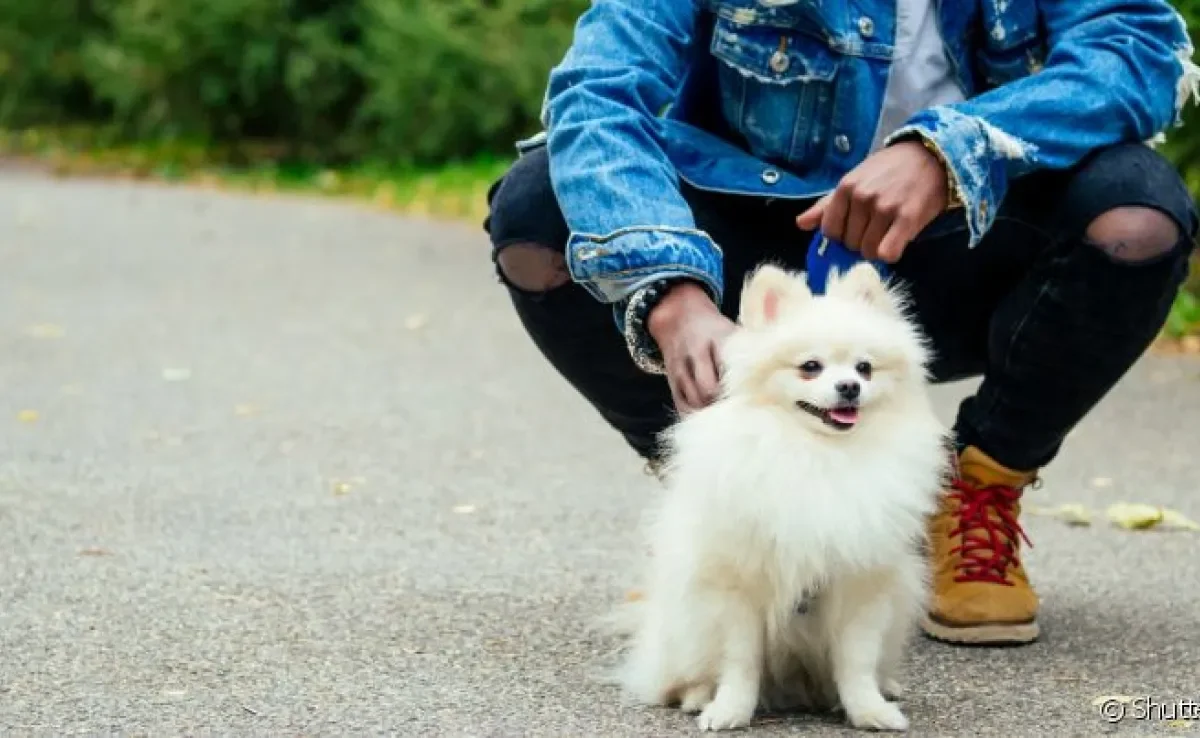Aprenda como ensinar o cachorro a sentar