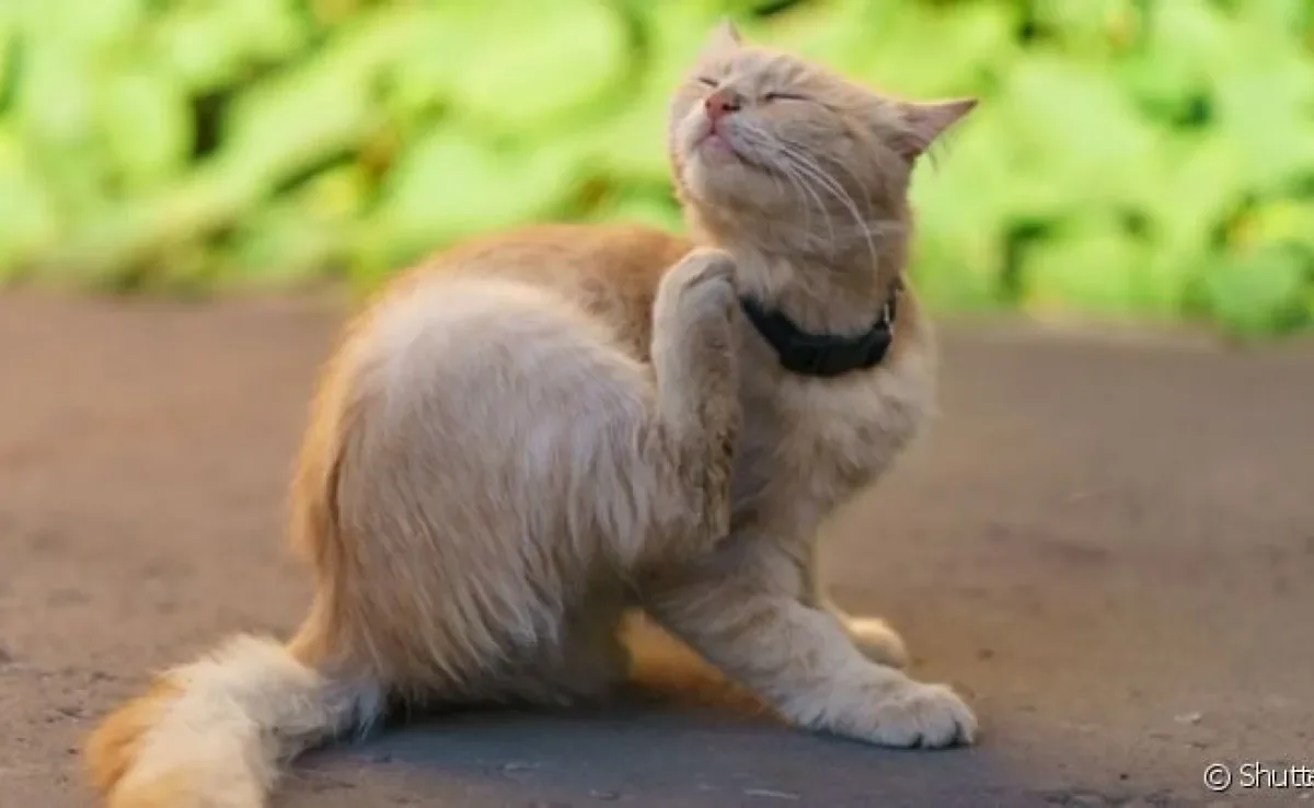 A alergia em gato é uma condição extremamente desconfortável para o gato e pode ter diversas causas