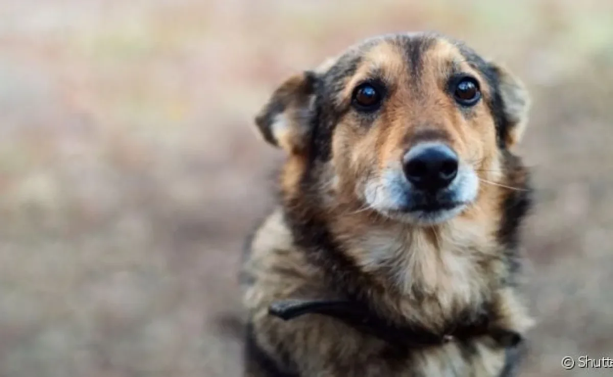  A ascite canina precisa ser acompanhada por um veterinário 