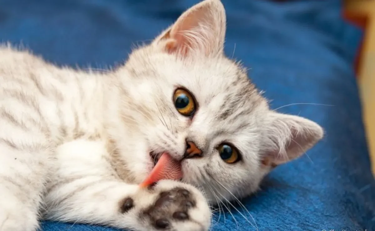 O tricobezoar é formado a partir do acúmulo de pelos ingeridos pelo gato durante a auto limpeza 
