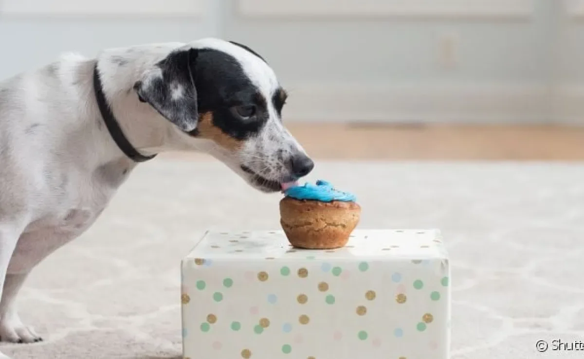Bolo canino é uma ótima opção de servir frutas para cachorro de maneira criativa