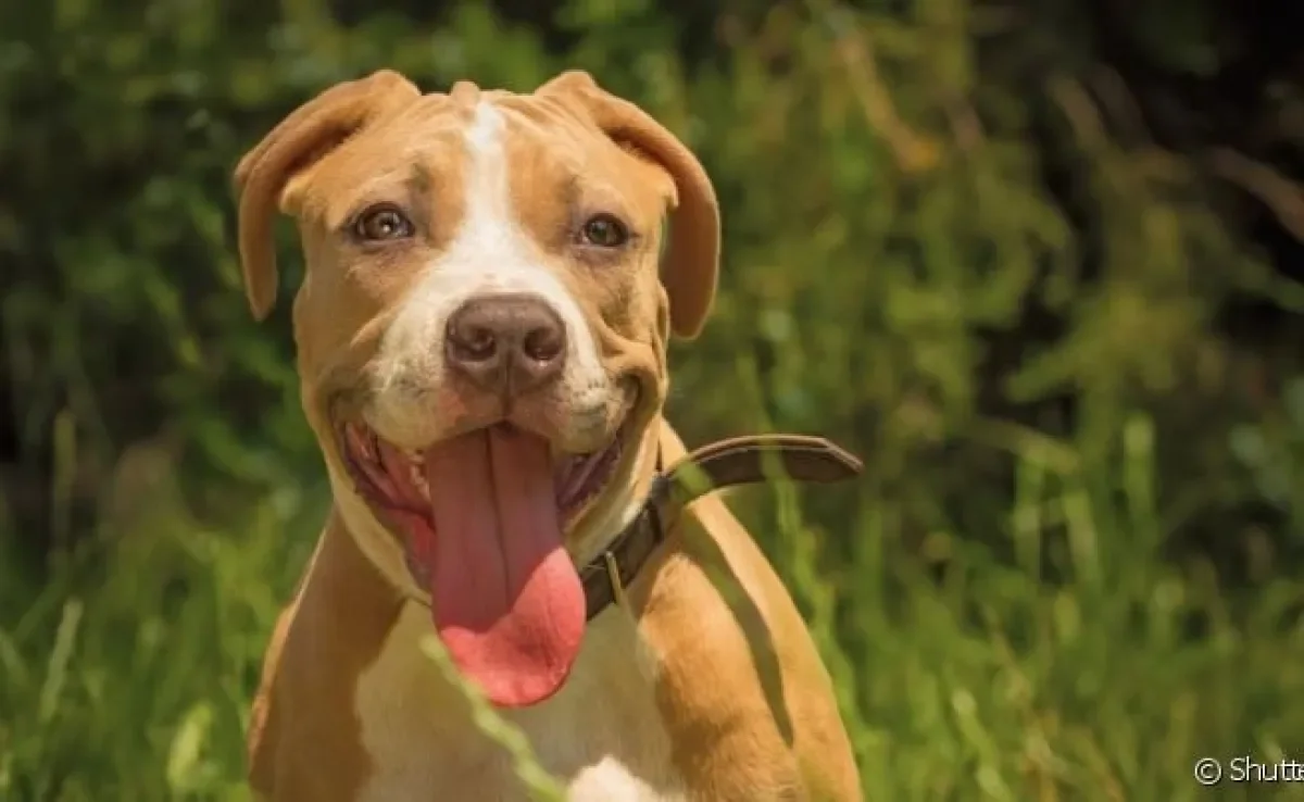 Existem muitos exemplos de cachorro americano que fazem sucesso nos EUA e no mundo todo