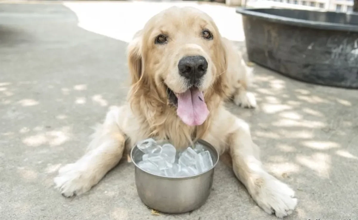 Cachorro com calor: cubinhos de gelo no pote de água ajudam o pet a se refrescar