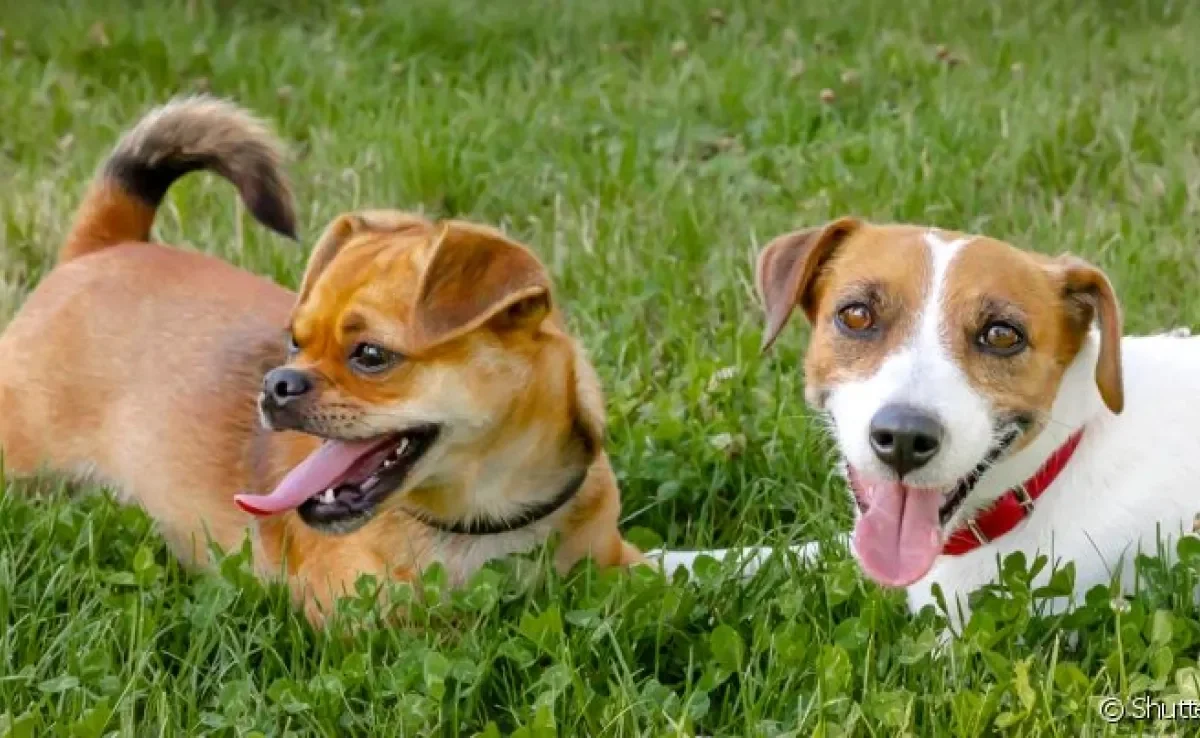 O que não faltam são raças de cachorros que não crescem