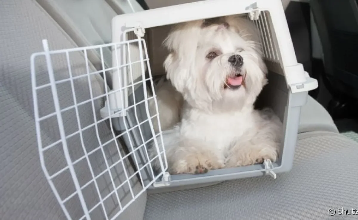 Existem diversos modelos de caixa de transporte para cachorro médio, grande e pequeno