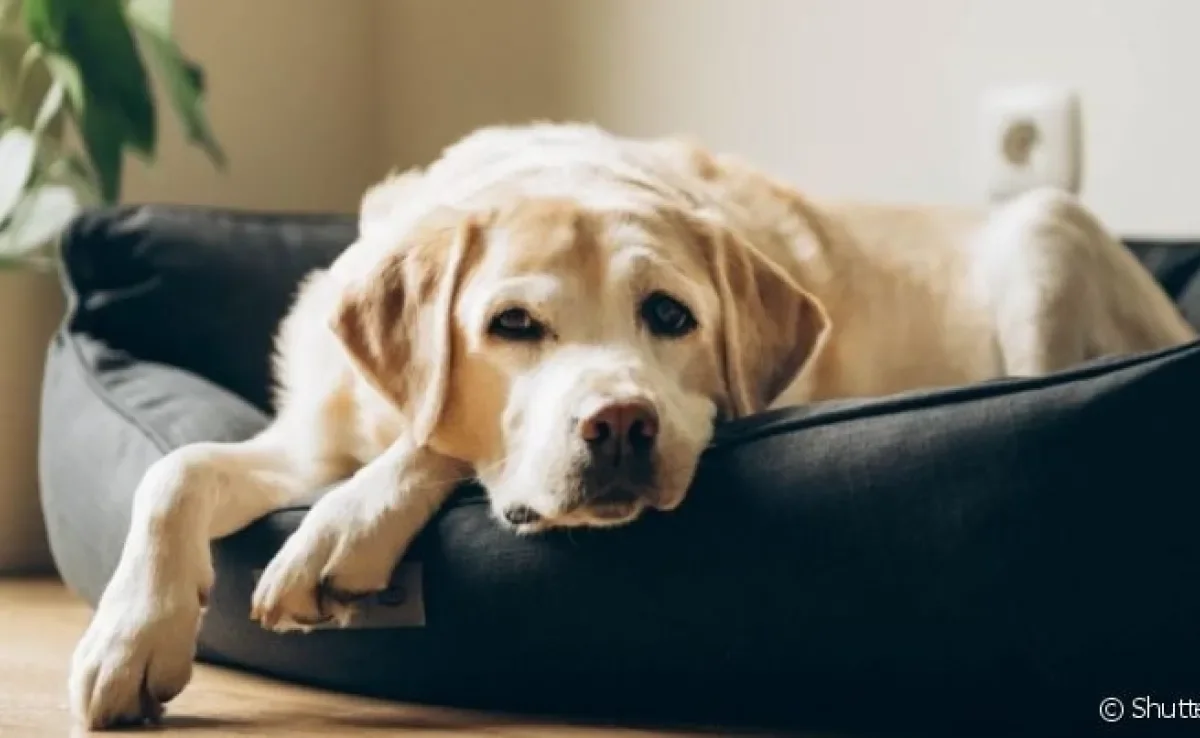 Para adaptar o pet a dormir na cama para cachorro é preciso ter persistência e deixar o local aconchegante