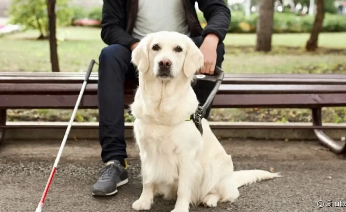 O adestramento de cão-guia para cegos é diferente do treinamento comum
