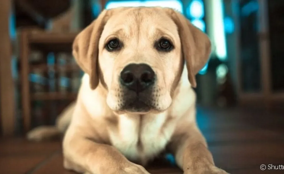 O carvão ativado para cachorro é conhecido por sua capacidade de absorção de toxinas