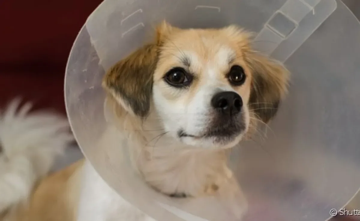  A castração de cachorro pode aumentar a expectativa de vida do pet 