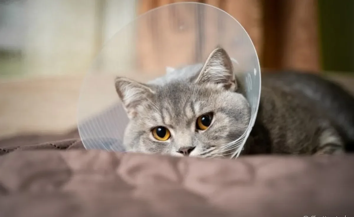  A castração em gatos aumenta a qualidade de vida do animal 