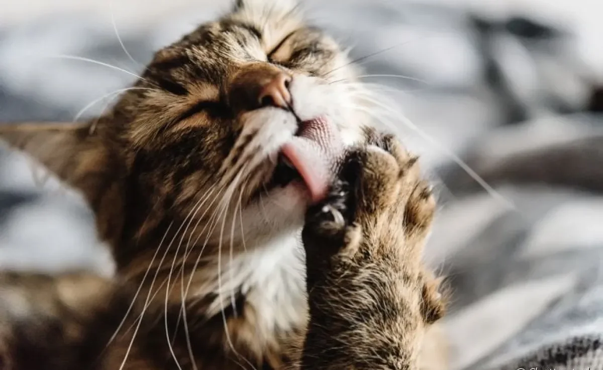 A bola de pelo em gato costuma ser expelida naturalmente, mas algumas coisas podem ajudar no processo