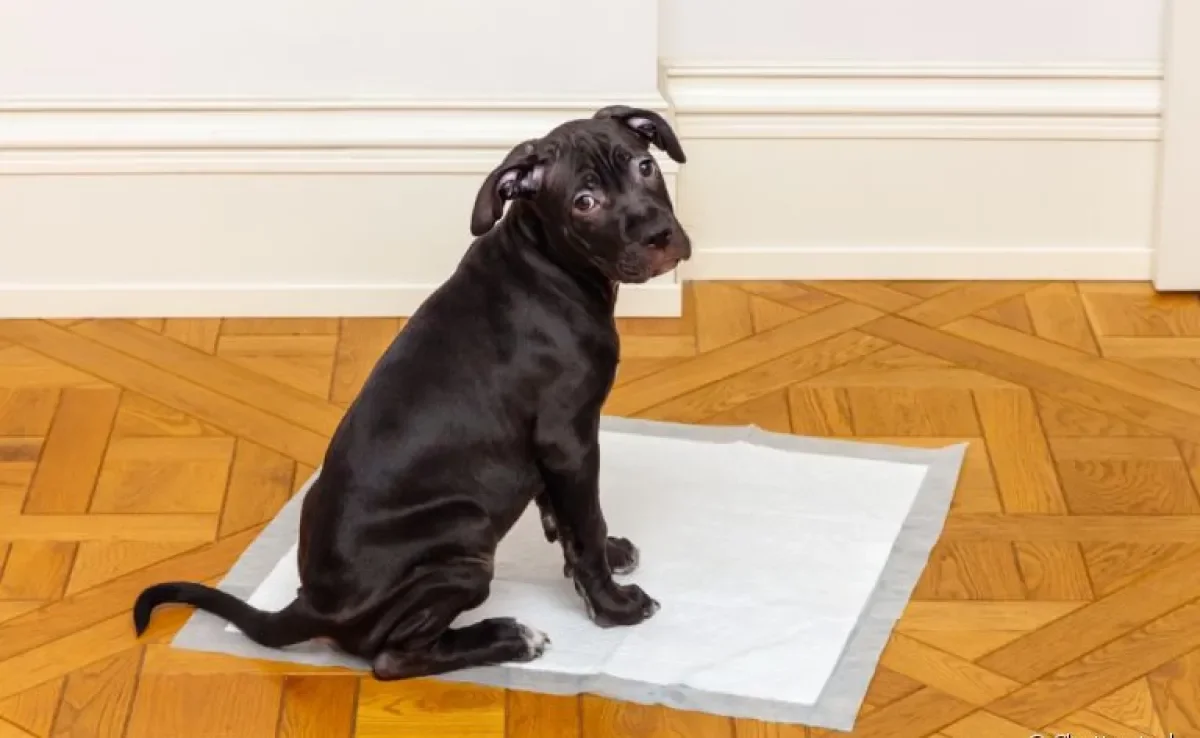 Saiba como ensinar filhote de cachorro fazer necessidades no lugar certo com adestramento positivo