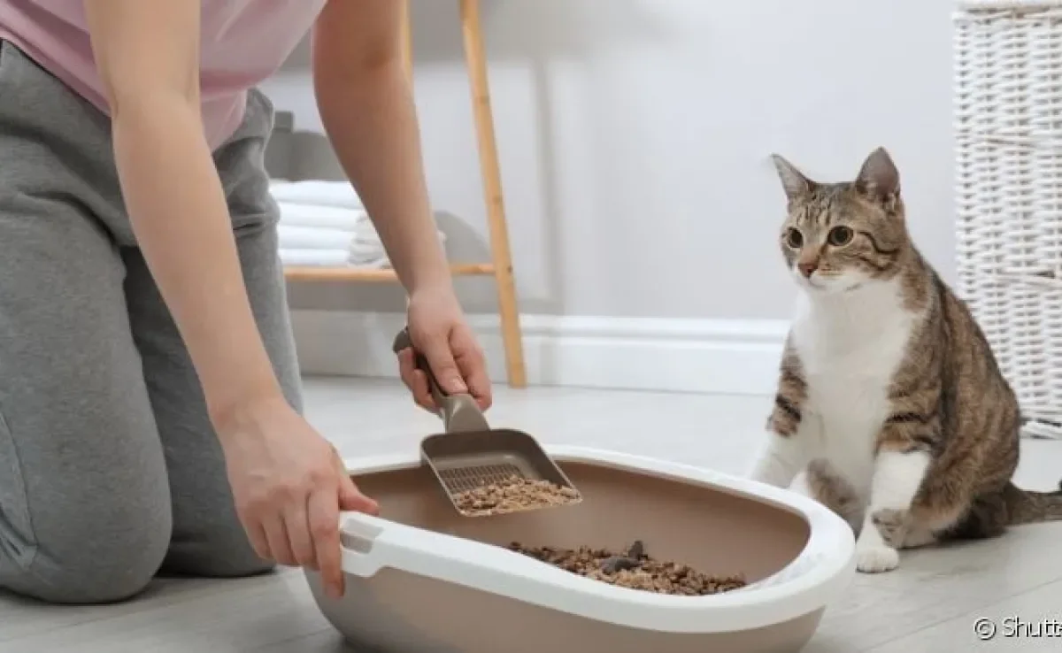  A caixa de areia do gato precisa ser limpa regularmente 