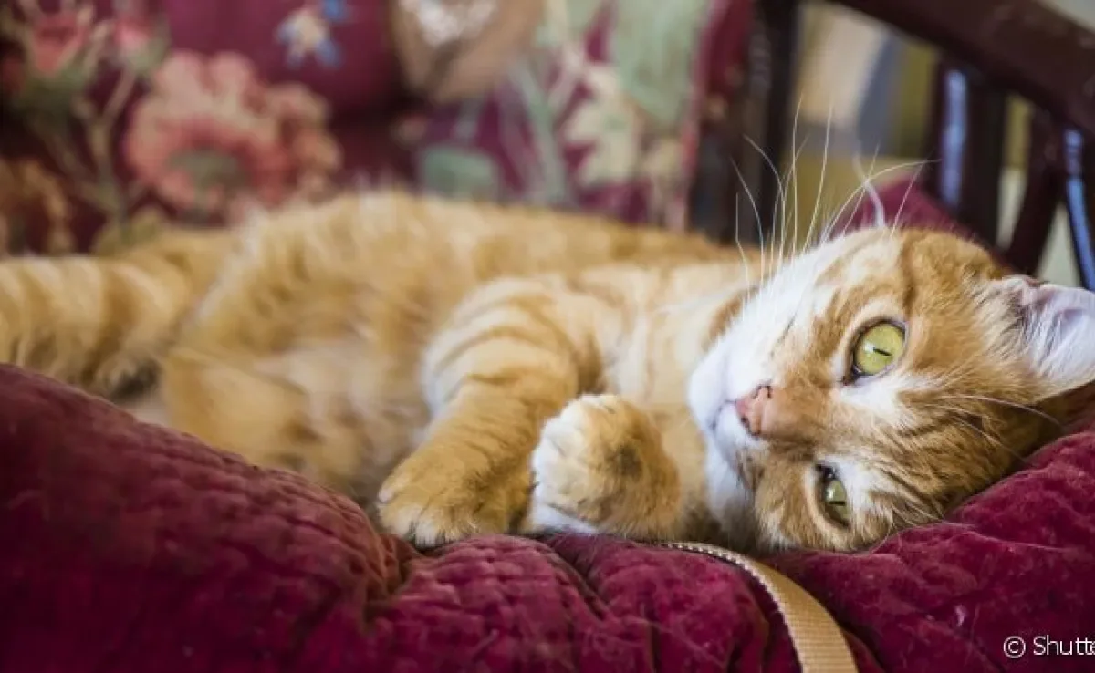 As dicas de como tirar pelo de gato das roupas vão te ajudar bastante na rotina