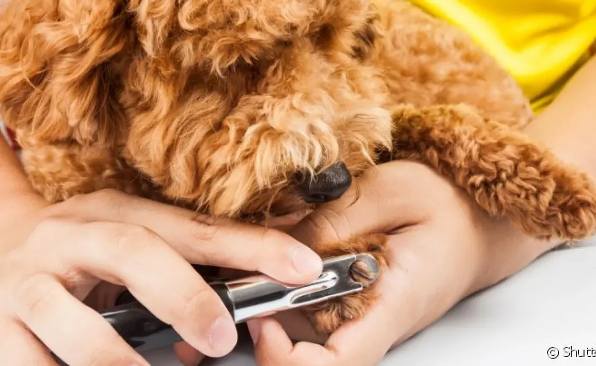  Cortador de unha de cachorro: porque seu pet precisa de um? 