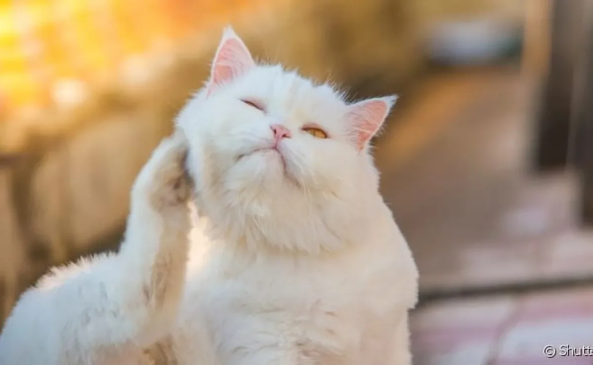Não existe teste para diagnosticar dermatite atópica em gatos, apenas consulta com um profissional 
