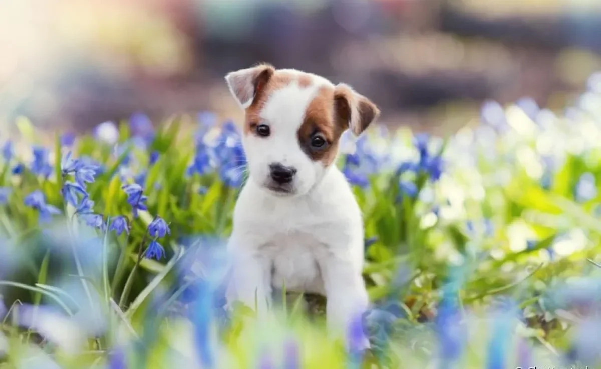 As fotos de cachorros filhotes deixam qualquer um com o coração quentinho, mas você sabe como cuidar de um?