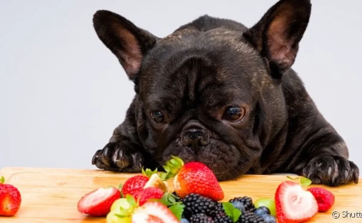 As frutas da estação devem ser servidas para cães como petisco