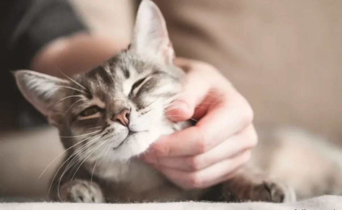 Um gato carente demais dificilmente consegue ficar sozinho