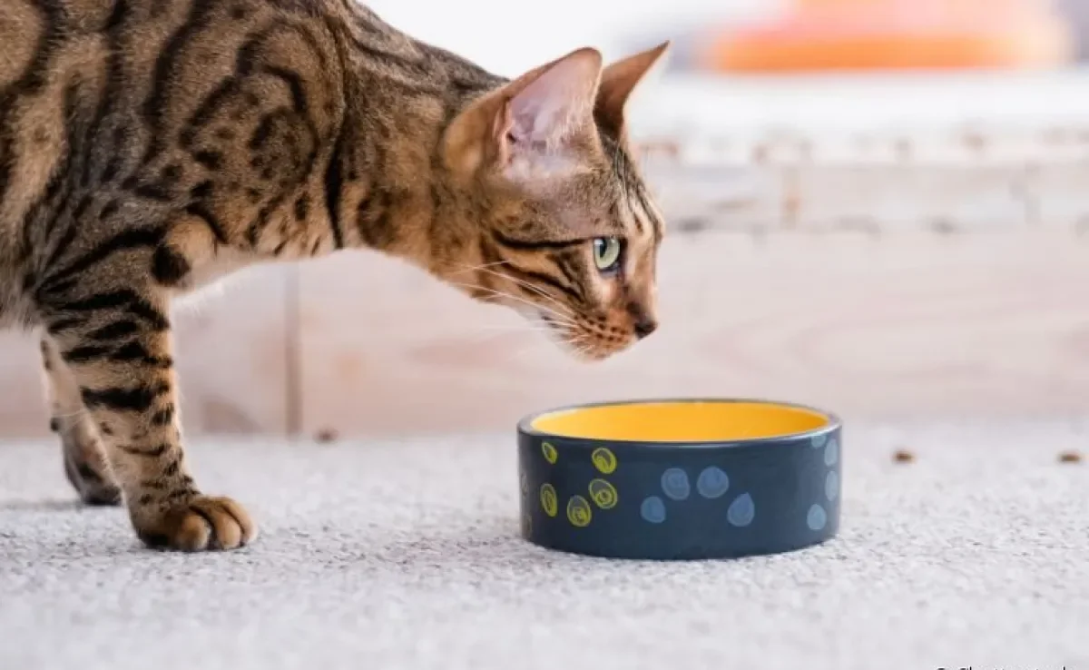 O gato emagrecendo do nada provavelmente não está se alimentando do jeito certo