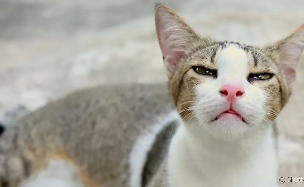 Rinotraqueíte felina é popularmente chamada de gripe em gatos